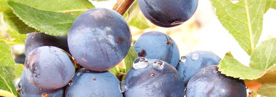 Maceration