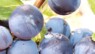 Maceration